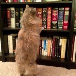Cat Bookshelf template