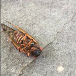 Cicada template