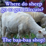 sheep | Where do sheep go to get haircuts? The baa-baa shop! | image tagged in sheep | made w/ Imgflip meme maker