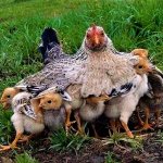Hen covering chicks
