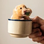 hamster with stuffed cheeks template