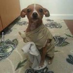 dobby