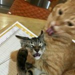 Cat choking other cat