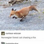 Norwegian forest cat chasing a fox