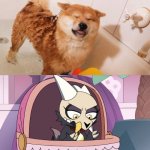 Shiba’s are cute | image tagged in the owl house,shiba inu,dogs,adorable,aww | made w/ Imgflip meme maker