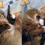 Cat Gun meme
