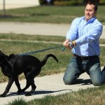 Dog pulling leash