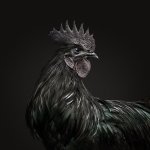 Black Rooster