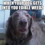 Stoned Dog | WHEN YOUR DOG GETS INTO YOU EDIBLE WEEDZ | image tagged in stoned dog | made w/ Imgflip meme maker