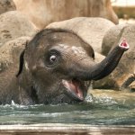 Elephant happy baby in water
