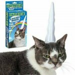 Cat with unicorn horn