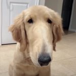 A dog that has a long nose meme