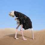 Ostrich Head in Sand