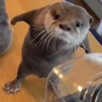 why i otter