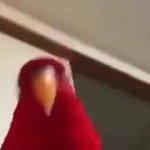 red bird knows GIF Template