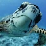 Turtle GIF Template