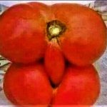 tomato sex
