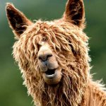 Animal with hair covering eyes