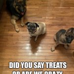 Treats | OR ARE WE CRAZY; DID YOU SAY TREATS | image tagged in hope you like dogs | made w/ Imgflip meme maker