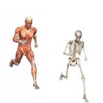 running skeleton meme