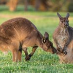 Windows Lock Screen Kangaroos