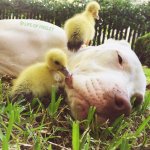 Ducklings and dog