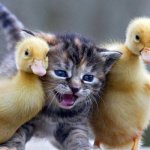 Ducklings and kitten