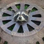 Raccoon in grate template