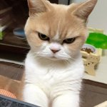 Japanese Grumpy Cat