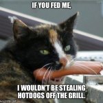 Hot Dog Cat | IF YOU FED ME, I WOULDN’T BE STEALING HOTDOGS OFF THE GRILL. | image tagged in hot dog cat | made w/ Imgflip meme maker