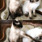 Siamese cats argument