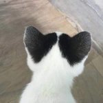 cat with heart ears template