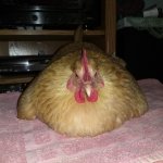 Chicken blob meme