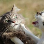 Cats fighting 2