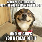 good doggo | WHEN YOU PEE IN A HOLE JUST LIKE YOUR HUMAN OWNER DOES; AND HE GIVES YOU A TREAT FOR IT | image tagged in good dog greg | made w/ Imgflip meme maker