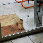 Peeping Squirrel