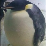 wide penguin template