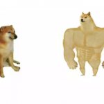 Doge vs Buff Doge reversed meme