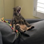 Cat sitting and screaming