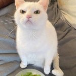 Cat angry at salad for dinner