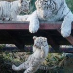 Tigers white cub falling