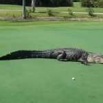 Alligator on golf course template