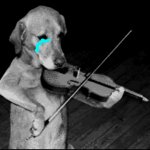 Sad dog playing the violin