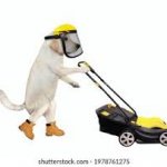 lawnmower dog meme