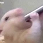 Deepthroating hamster GIF Template