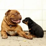 Dog Mastiff and puppy Rottweiler