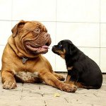 Dog mastiff and Rottweiler puppy 2