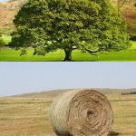 Oak hay