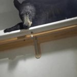 Bear in closet