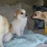 Dog avoiding eye contact with other dog 2